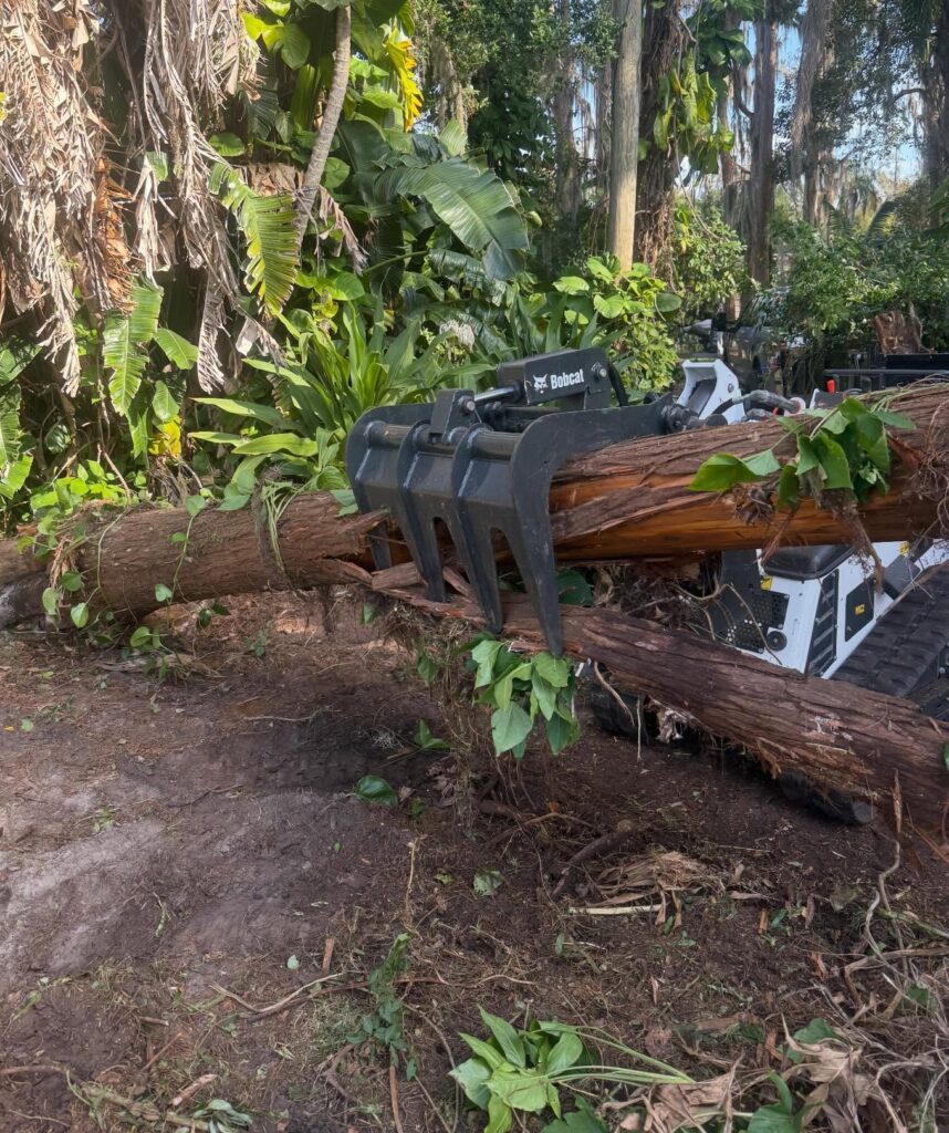 Tree & Stump Removal